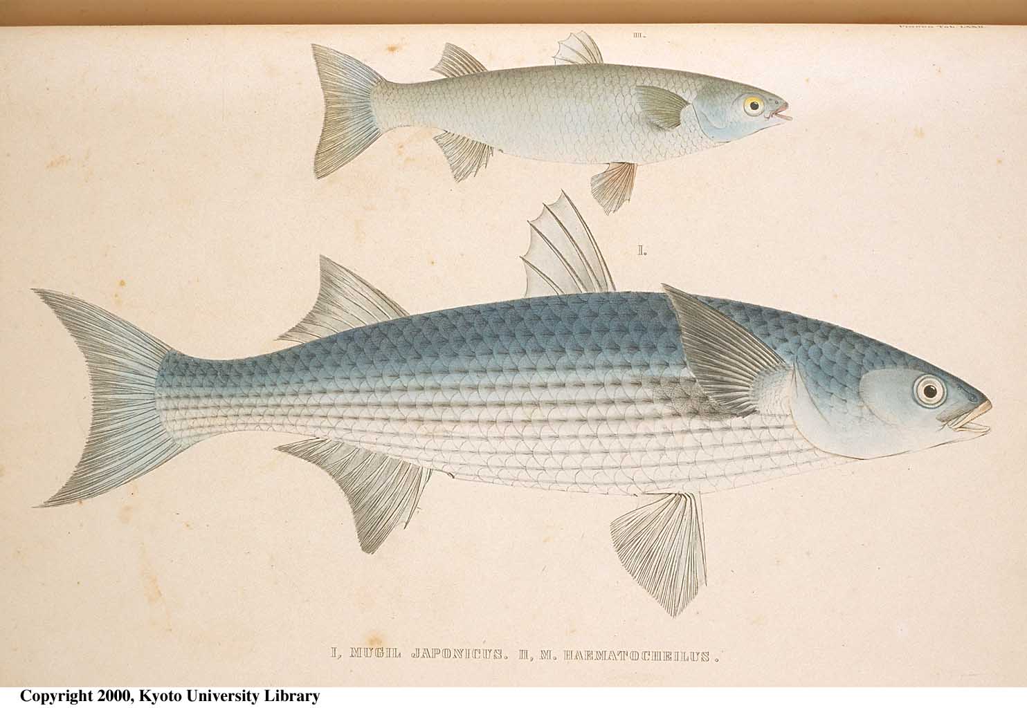 Mugil cephalus Linnaeus, 1758